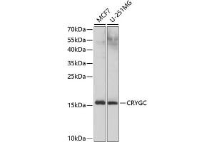 Western blot analysis of extracts of various cell lines, using CRYGC antibody (ABIN6130868, ABIN6139079, ABIN6139080 and ABIN6224977) at 1:1000 dilution. (CRYGC Antikörper  (AA 1-174))