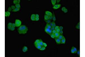 Immunofluorescence (IF) image for anti-Vacuolar Protein Sorting 26 Homolog B (VPS26B) (AA 1-336) antibody (ABIN7175296)