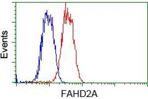 Image no. 6 for anti-Fumarylacetoacetate Hydrolase Domain Containing 2A (FAHD2A) antibody (ABIN1498182) (FAHD2A Antikörper)