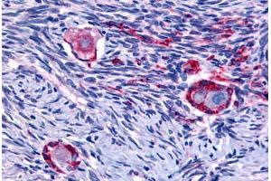 Anti-NUR77 antibody  ABIN1049160 IHC staining of human ovary. (NR4A1 Antikörper  (N-Term))