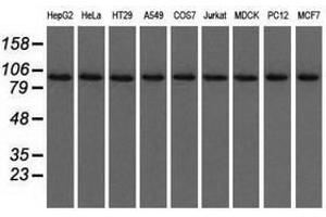 Image no. 1 for anti-Ubiquitin Specific Peptidase 5 (USP5) antibody (ABIN1501691) (USP5 Antikörper)