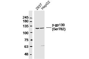 Lane 1: 293T lysates Lane 2: HepG2 lysates probed with gp130 (Ser782) Polyclonal Antibody, Unconjugated  at 1:300 dilution and 4˚C overnight incubation. (CD130/gp130 Antikörper  (pSer782))