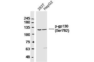 Western Blotting (WB) image for anti-Interleukin 6 Signal Transducer (Gp130, Oncostatin M Receptor) (IL6ST) (pSer782) antibody (ABIN1714257)