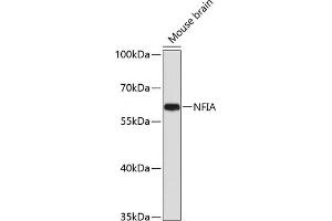 Western blot analysis of extracts of mouse brain, using NFIA antibody (ABIN1681040, ABIN3017626, ABIN3017627 and ABIN6220178) at 1:1000 dilution. (NFIA Antikörper  (AA 180-330))