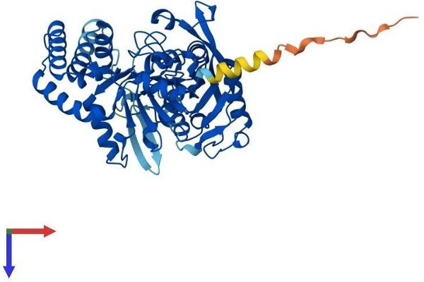 ADSSL1 Protein (AA 1-457) (His tag)