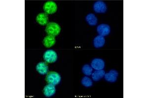 Immunofluorescence staining of fixed U937 cells with anti-CCR5 (phosphoserine 337) antibody V14/2. (Rekombinanter CCR5 Antikörper  (pSer337))