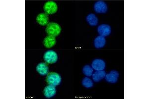 Immunofluorescence staining of fixed U937 cells with anti-CCR5 (phosphoserine 337) antibody V14/2. (Rekombinanter CCR5 Antikörper  (pSer337))