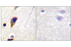 Immunohistochemistry (IHC) image for anti-Dynamin 1 (DNM1) (AA 740-789) antibody (ABIN2888626) (Dynamin 1 Antikörper  (AA 740-789))