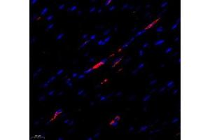 Immunofluorescence of paraffin embedded rat heart using MTND5 (ABIN7074659) at dilution of 1: 400 (400x lens) (MT-ND5 Antikörper)