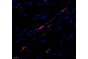 Immunofluorescence of paraffin embedded rat heart using MTND5 (ABIN7074659) at dilution of 1: 400 (400x lens) (MT-ND5 Antikörper)