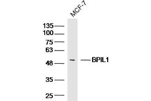MCF-7 Cell lysates probed with BPIL1 Polyclonal Antibody, unconjugated  at 1:300 overnight at 4°C followed by a conjugated secondary antibody for 60 minutes at 37°C. (BPIL1 Antikörper  (AA 1-100))