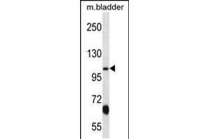 Western blot analysis in mouse bladder tissue lysates (35ug/lane). (KCNQ3 Antikörper  (C-Term))