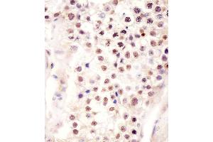 B staining FSTL3 in human testis tissue sections by Immunohistochemistry (IHC-P - paraformaldehyde-fixed, paraffin-embedded sections). (FSTL3 Antikörper  (C-Term))