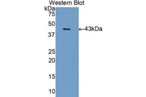 Western blot analysis of the recombinant protein. (SIGLEC7 Antikörper  (AA 18-353))