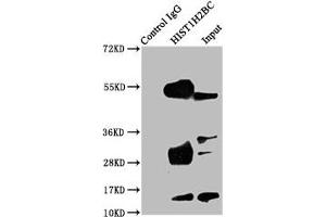 Immunoprecipitating HIST1H2BC in A549 whole cell lysate Lane 1: Rabbit control IgG instead of ABIN7139174 in A549 whole cell lysate. (Histone H2B Antikörper  (acLys24))