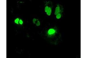 Immunofluorescence (IF) image for anti-Neurogenin 1 (NEUROG1) antibody (ABIN2727141)