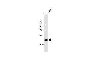 Anti-PTGER3 Antibody (N-term) at 1:500 dilution + Human heart lysate Lysates/proteins at 20 μg per lane. (PTGER3 Antikörper  (N-Term))