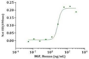 HGF, Human stimulates cell proliferation of the 4MBr5 cells.