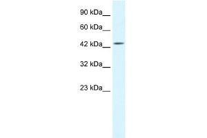 WB Suggested Anti-IKBKG Antibody Titration: 1. (IKBKG Antikörper  (Middle Region))