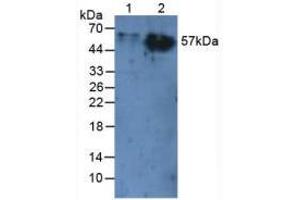 Western blot analysis of (1) Rat Liver Tissue and (2) Rat Skin Tissue. (CEACAM1 Antikörper  (AA 35-143))