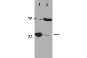 Western Blot of Rabbit Anti-POLß (DNA polymerase beta) Antibody (). (POLB Antikörper  (C-Term))