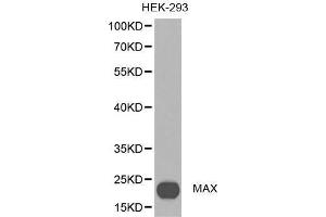 Western blot analysis of extracts of HEX-293 cell lines, using MAX antibody. (MAX Antikörper  (AA 1-160))