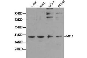 Western Blotting (WB) image for anti-Induced Myeloid Leukemia Cell Differentiation Protein Mcl-1 (MCL1) antibody (ABIN1873660) (MCL-1 Antikörper)