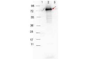 HRP-conjugated Goat-Anti-Rabbit  secondary antibody was used at 1:40,000 in ABIN925618 blocking buffer to detect a rabbit primary antibody by Western Blot. (Ziege anti-Kaninchen IgG (Heavy & Light Chain) Antikörper (HRP))