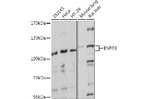 Western blot analysis of extracts of various cell lines, using ENPP3 Rabbit pAb (ABIN7266898) at 1:1000 dilution. (ENPP3 Antikörper  (AA 646-875))