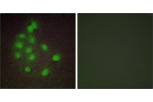 Peptide - +Immunofluorescence analysis of A549 cells, using HAND1 antibody. (HAND1 Antikörper  (Internal Region))