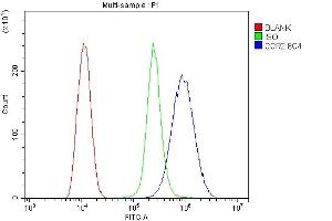 Flow Cytometry analysis of THP-1 cells using anti- CCR2 antibody (ABIN7598970). (CCR2 Antikörper  (AA 1-125))