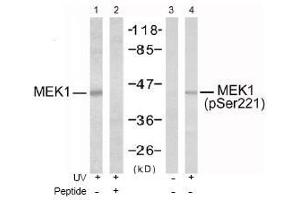 Image no. 1 for anti-Mitogen-Activated Protein Kinase Kinase 1 (MAP2K1) (pSer221), (pSer222) antibody (ABIN196888) (MEK1 Antikörper  (pSer221, pSer222))