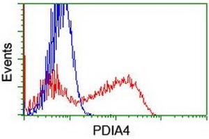 HEK293T cells transfected with either RC204041 overexpress plasmid (Red) or empty vector control plasmid (Blue) were immunostained by anti-PDIA4 antibody (ABIN2455261), and then analyzed by flow cytometry. (PDIA4 Antikörper)