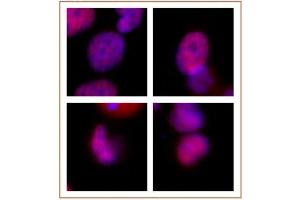 Rad21 antibody (mAb) tested by immunofluorescence. (RAD21 Antikörper  (N-Term))