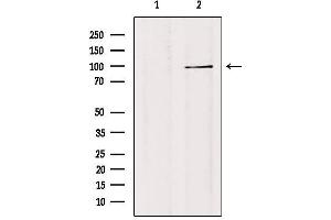 Western blot analysis of extracts from 293, using TF3C3 Antibody. (GTF3C3 Antikörper)