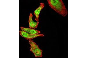 Immunocytochemistry (ICC) image for anti-RAN, Member RAS Oncogene Family (RAN) (AA 1-216) antibody (ABIN5876159) (RAN Antikörper  (AA 1-216))