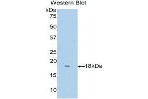 Western Blotting (WB) image for anti-Ribonuclease, RNase A Family, 8 (RNASE8) (AA 19-154) antibody (ABIN1176032) (RNASE8 Antikörper  (AA 19-154))