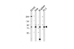 Western Blot at 1:2000 dilution Lane 1: DU145 whole cell lysate Lane 2: Hela whole cell lysate Lane 3: mouse spleen lysate Lane 4: PC-3 whole cell lysate Lysates/proteins at 20 ug per lane. (SYVN1 Antikörper  (C-Term))