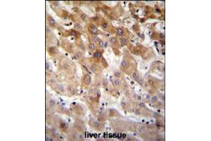 MBTD1 Antibody immunohistochemistry analysis in formalin fixed and paraffin embedded human liver tissue followed by peroxidase conjugation of the secondary antibody and DAB staining. (MBTD1 Antikörper  (C-Term))