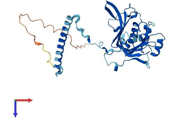 RPF1 Protein (AA 1-349) (His tag)
