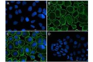 Immunofluorescence Microscopy of Rabbit anti-ZO-1 antibody. (TJP1 Antikörper)