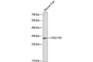 Western blot analysis of extracts of Mouse liver using HSD11B1 Polyclonal Antibody at dilution of 1:1000. (HSD11B1 Antikörper)
