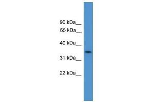 C4orf19 antibody used at 0. (C4orf19 Antikörper  (N-Term))