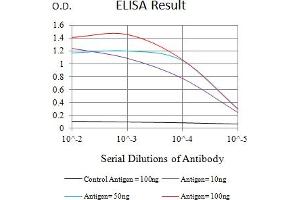 Black line: Control Antigen (100 ng),Purple line: Antigen (10 ng), Blue line: Antigen (50 ng), Red line:Antigen (100 ng) (TNFRSF18 Antikörper  (AA 184-241))