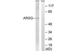 Western blot analysis of extracts from mouse liver cells, using ARSG Antibody.