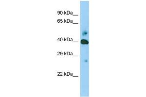 Host: Rabbit Target Name: SHF Sample Type: Jurkat Whole Cell lysates Antibody Dilution: 1.