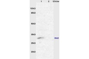 L1 mouse kidney lysates L2 mouse lung lysates probed with Anti AQP2 Polyclonal Antibody, Unconjugated (ABIN1385618) at 1:200 overnight at 4 °C. (AQP2 Antikörper  (AA 101-200))