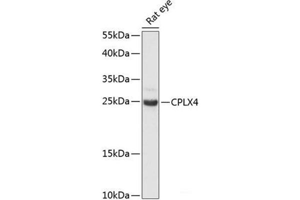 Complexin 4 antibody