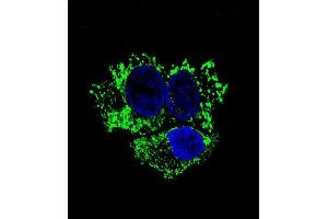 Confocal immunofluorescent analysis of ALDH2 Antibody (ABIN658993 and ABIN2838036) with HepG2 cell followed by Alexa Fluor® 488-conjugated goat anti-mouse lgG (green). (ALDH2 Antikörper)