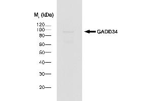 Western Blotting (WB) image for Donkey anti-Goat IgG antibody (HRP) (ABIN2474358) (Esel anti-Ziege IgG Antikörper (HRP))